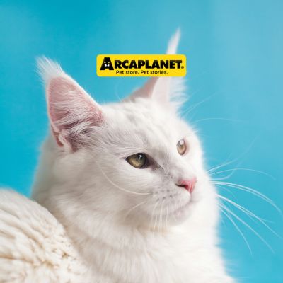 Gatto Arcaplanet