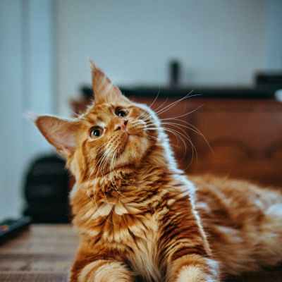 Gatto arancione