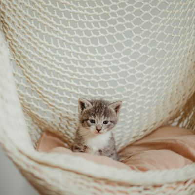 Gatto piccolo