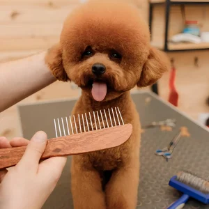 Toelettatura cani