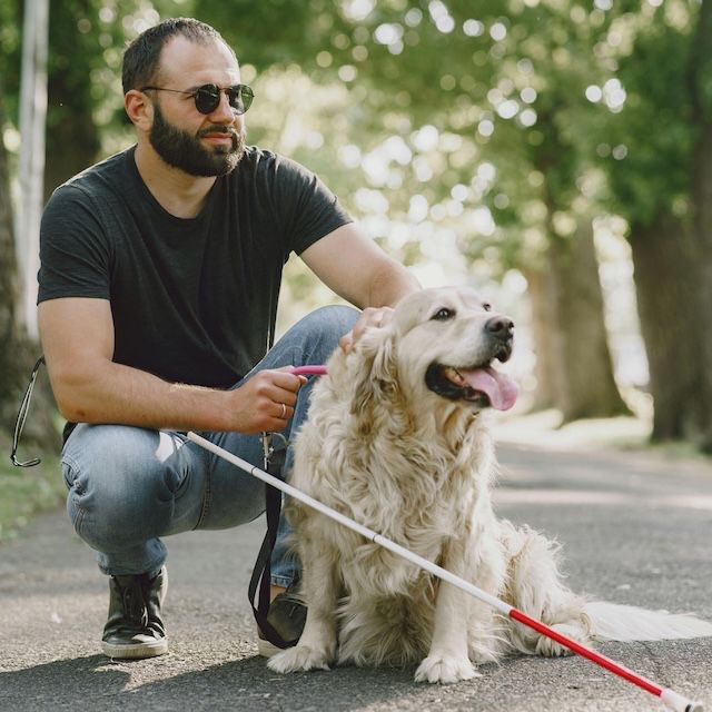 Cane guida