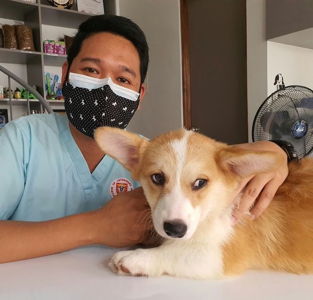 Protezione cane guida per ciechi
