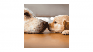età dei cani