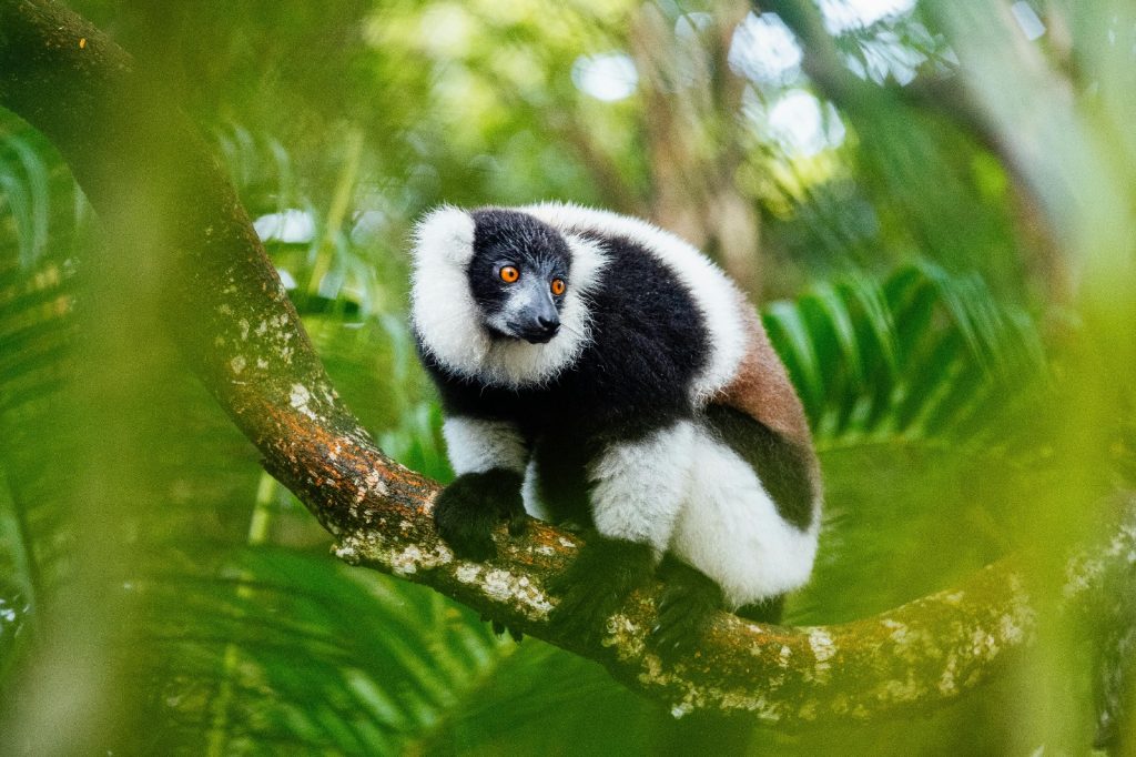 Il Lemure: l'adorabile mammifero che incontri nel tuo viaggio di nozze in Madagascar